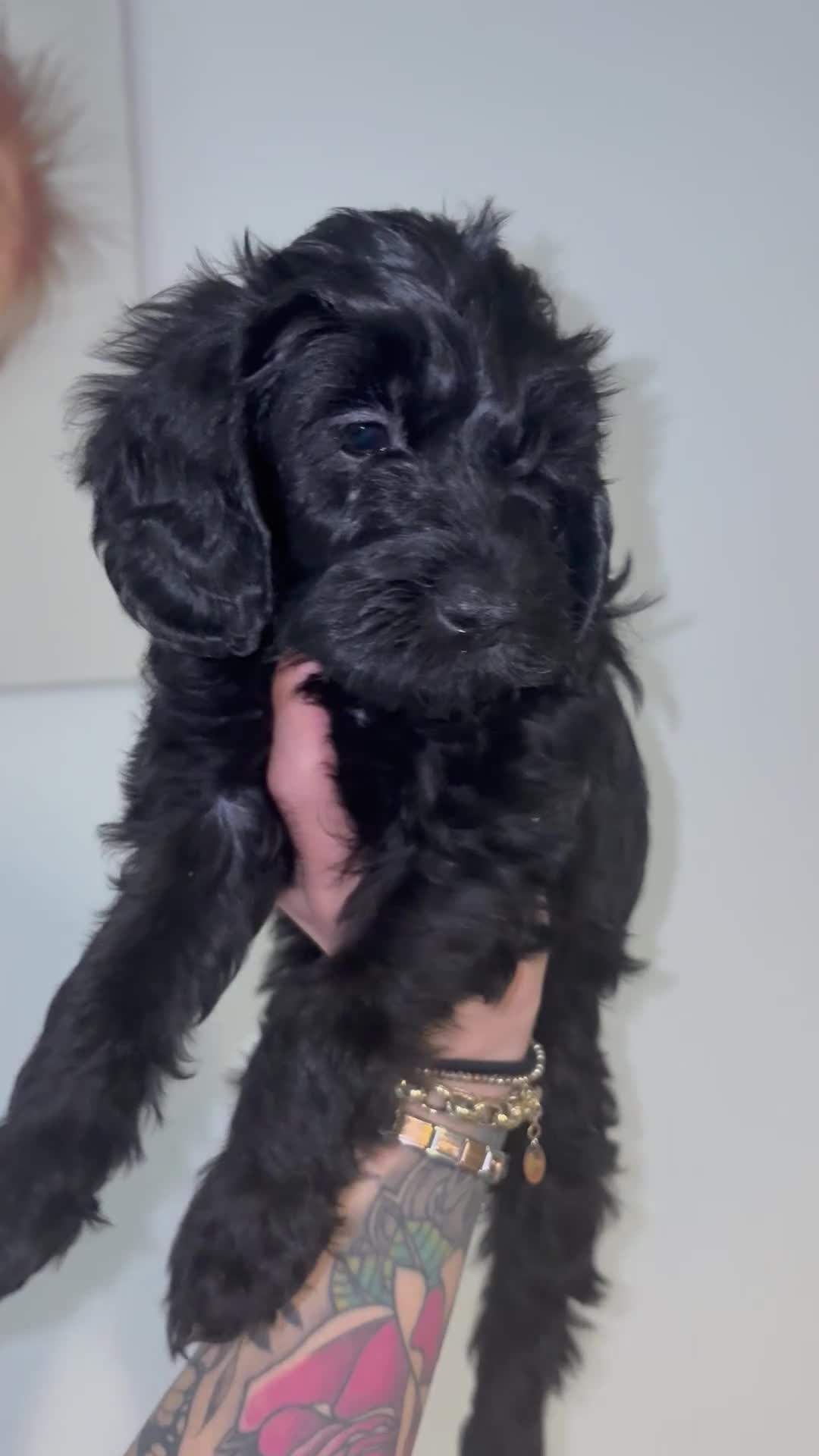 Labradoodle dogs for sale: 5* F1B Mini Labradoodles 1 LEFT READY TO LEAVE NOW - Video 4