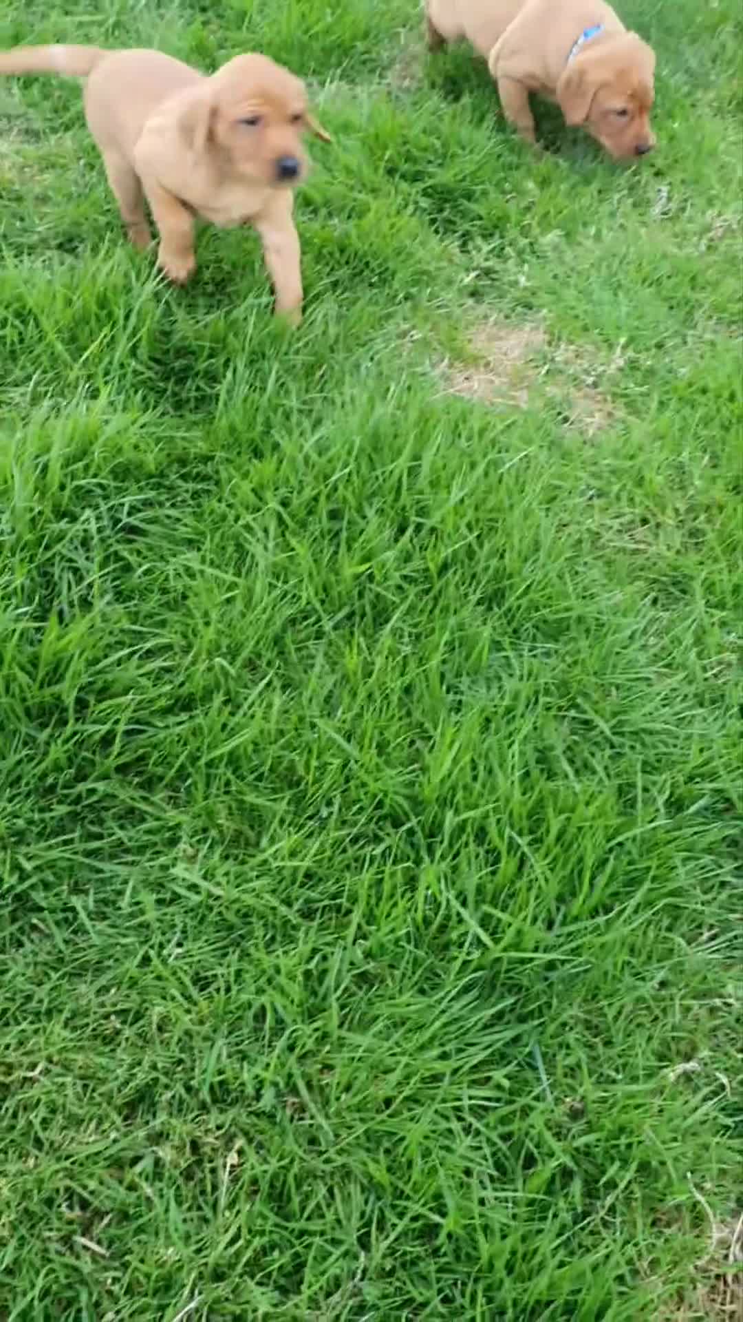 Labrador Retriever dogs for sale: **Only 2 Girls Left** Fox Red Labrador Puppies - Video 1