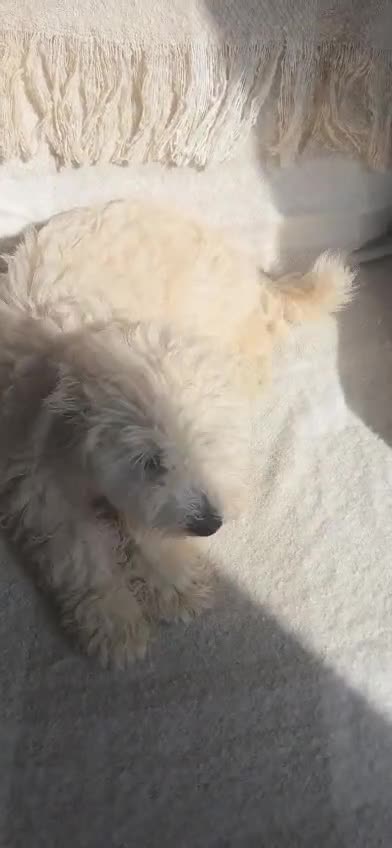 Mini Goldendoodle dogs for sale: Small F1B goldendoodle boys ✨️💙 - Video 1