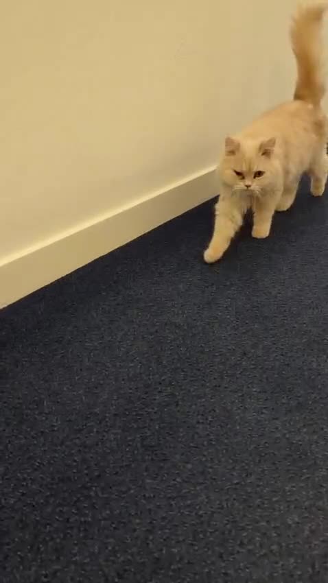 Persian cats for adoption: SIMBA TYPICAL PERSIAN BOY BEAUTIFUL MEDIUM ENERGY  - Video 1