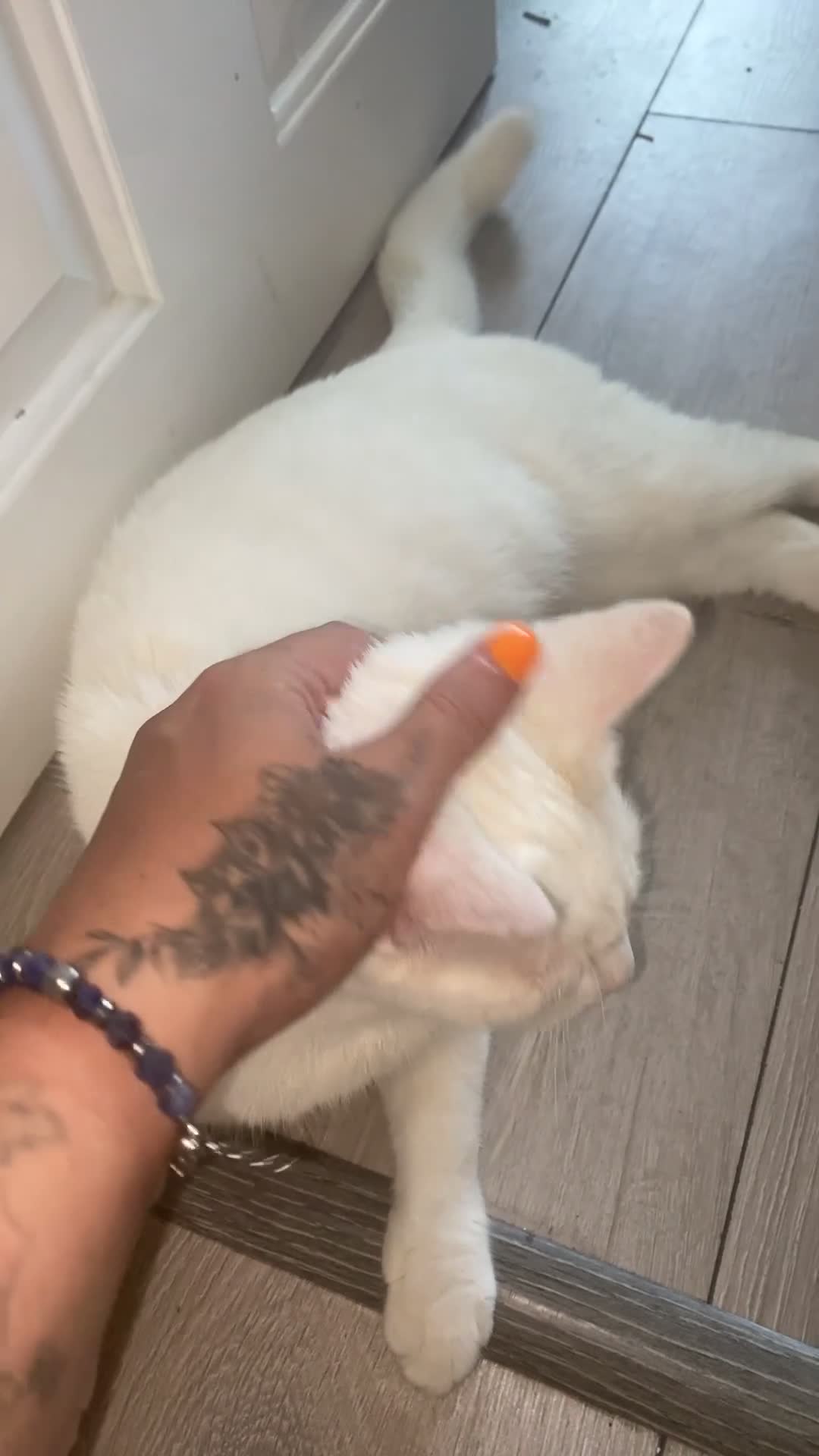 Ragdoll cats for sale: our white Ragdoll miniture cross has given birth  - Video 3