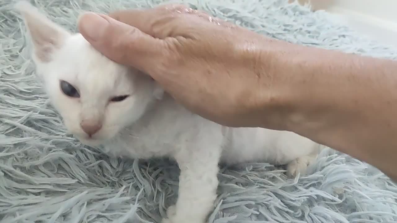 LaPerm cats for sale: Last one **Beautiful LaPerm curly fur boy kitten - Video 2