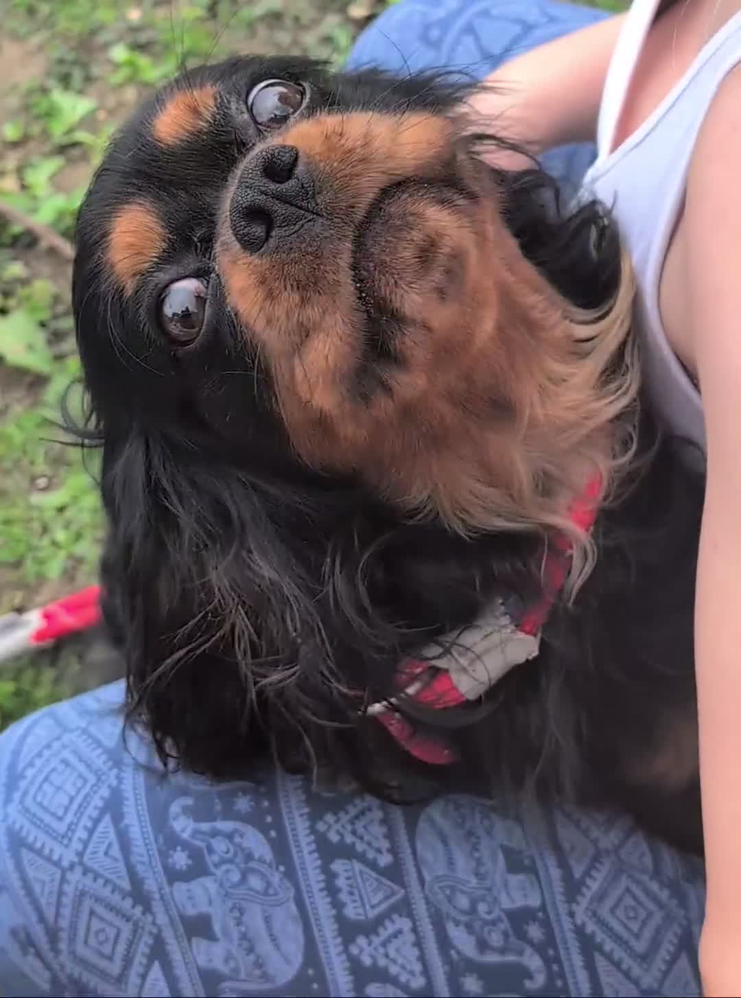 Cavalier King Charles Spaniel dogs for sale: KC Health Tested Black/Tan Male Cavalier 2 years - Video 1