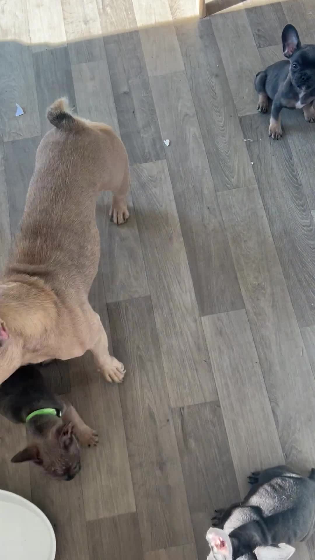 French Bulldog dogs for sale: Kc registered French bulldog bluetan/silverfawn - Video 1