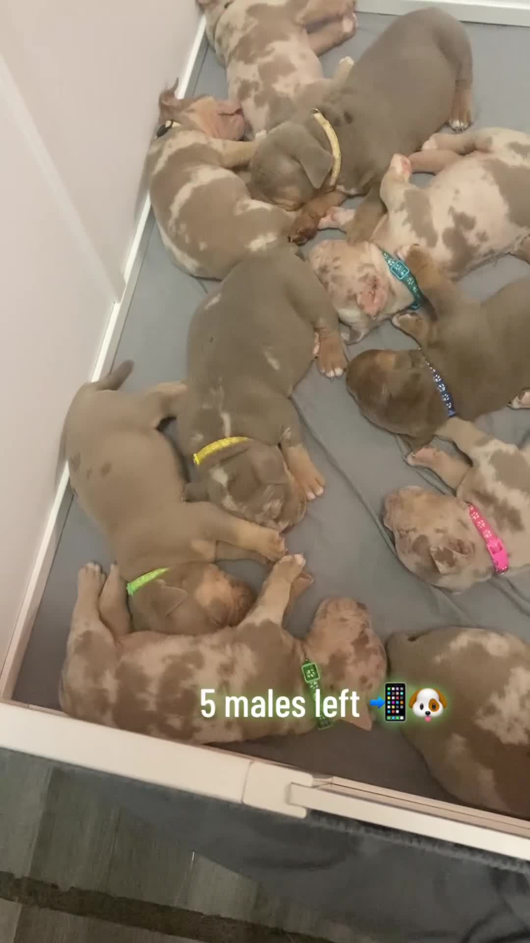 American Bully dogs for sale: Pocket bullys x micro  in Clydebank - Video 1
