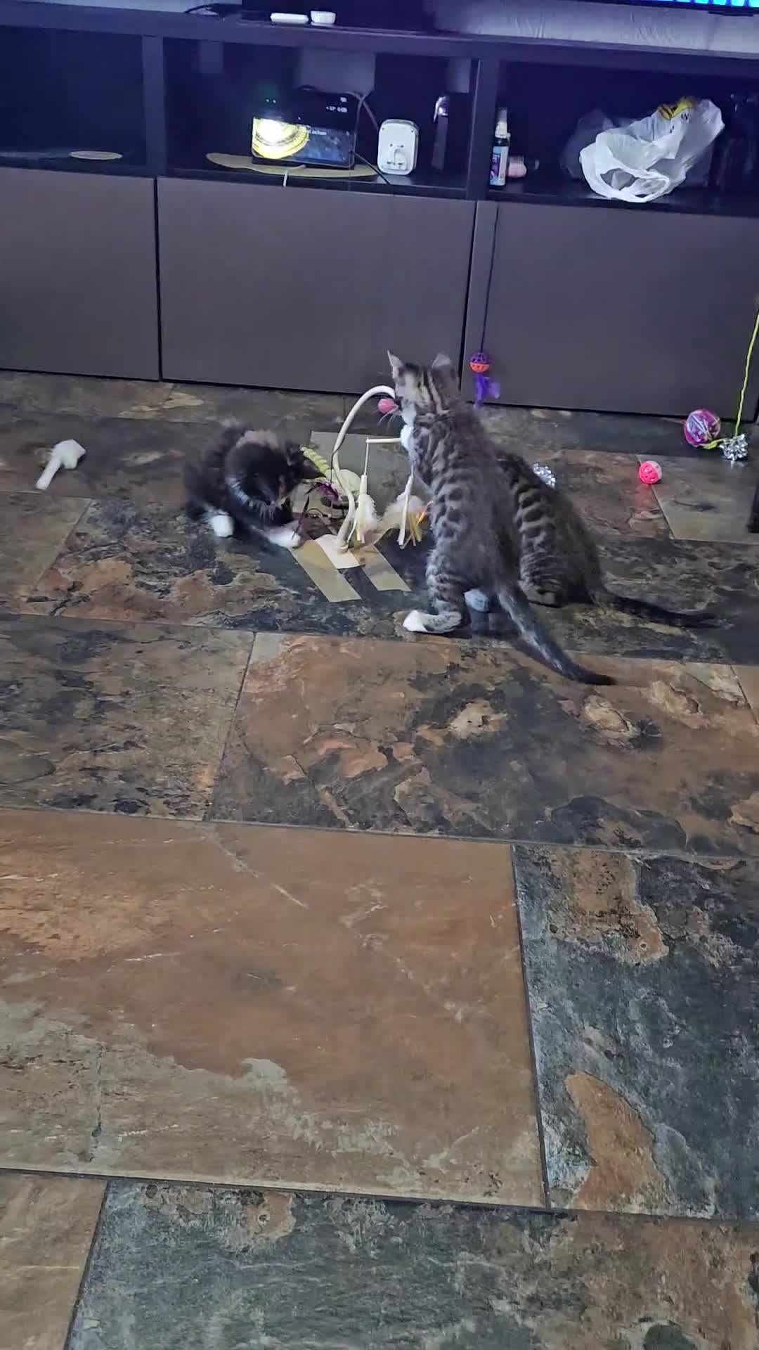 Maine Coon cats for sale: MAINE COON 1 boy & 2 girls.UNUSUAL & STUNNING&  - Video 2