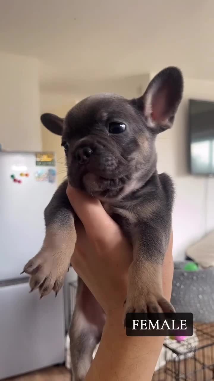 French Bulldog dogs for sale: French Bulldog Puppies Pedigree Stunning Colours⭐️ - Video 1