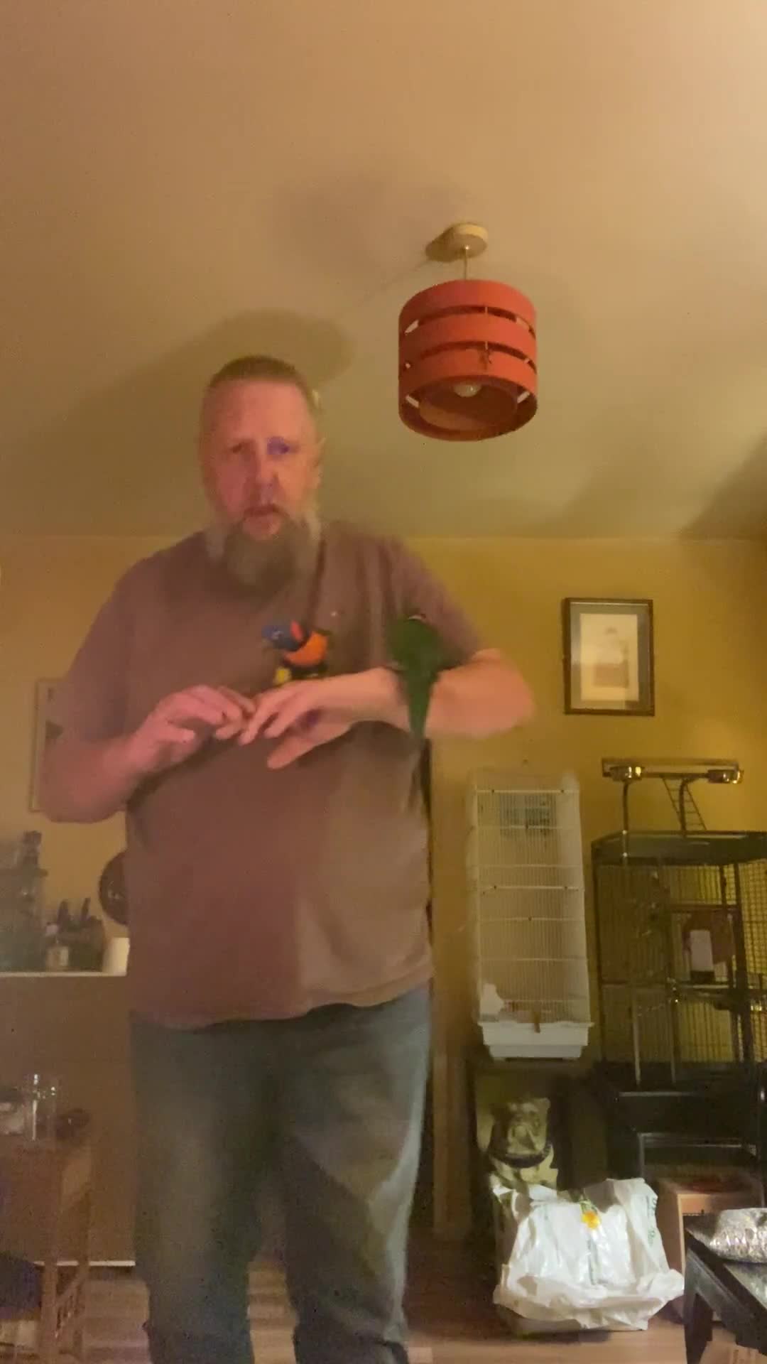 Lories birds for sale: Red collared lorikeet Baby’s Hand Raised Hand Tame - Video 2