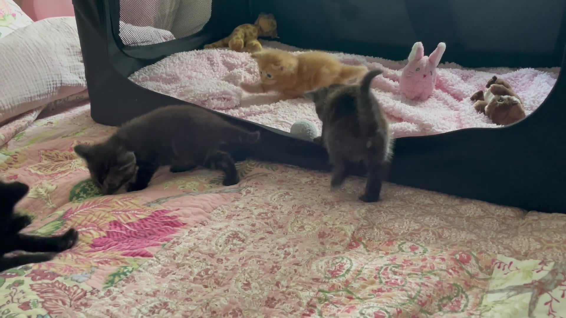 Siberian cats for sale: Smokey grey tabby’s / ginger fluffy / black kitten in Sidmouth - Video 1