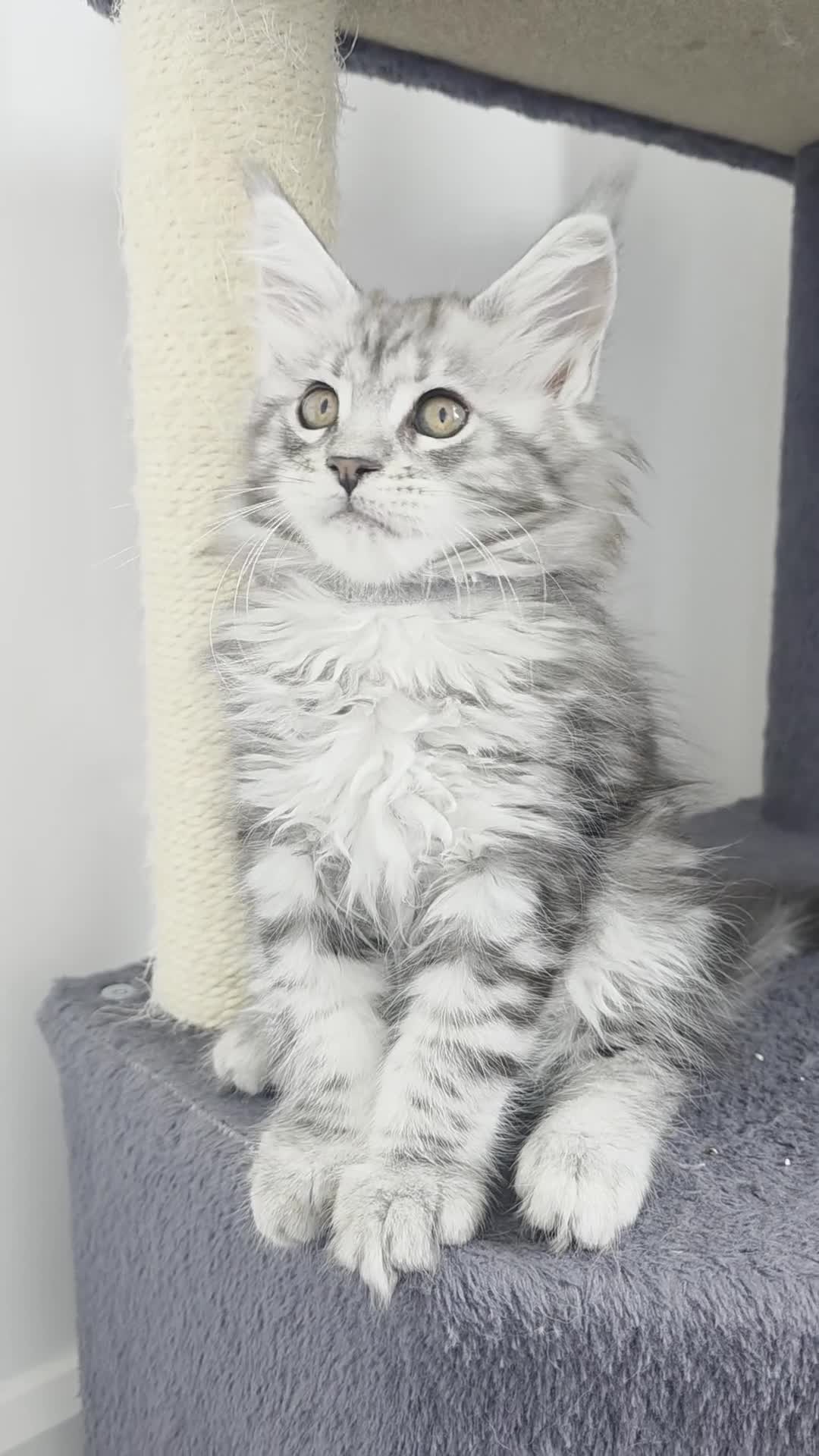 Maine Coon cats for sale: Maine coon pedigree kittens  - Video 2