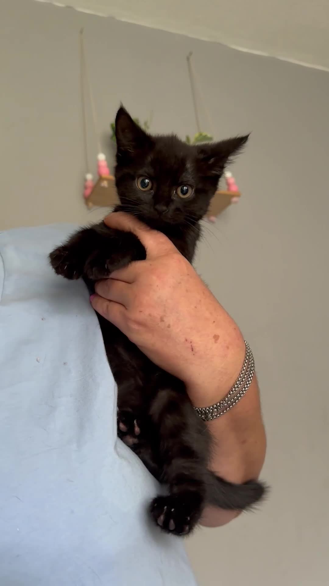 Domestic Shorthair cats for sale: Beautiful kittens ready for their forever homes ❤️ - Video 3