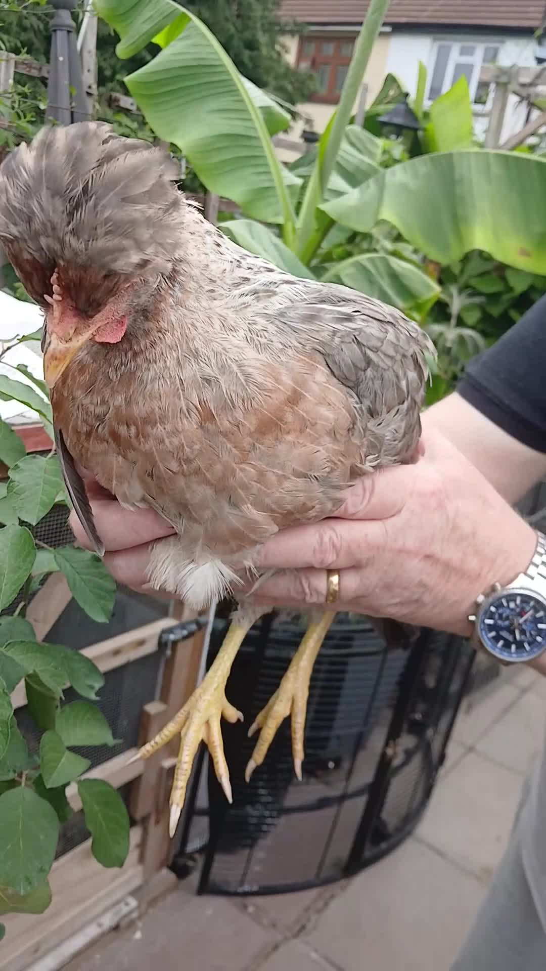 Chickens poultry for sale: 2 x legbar punets - Video 1