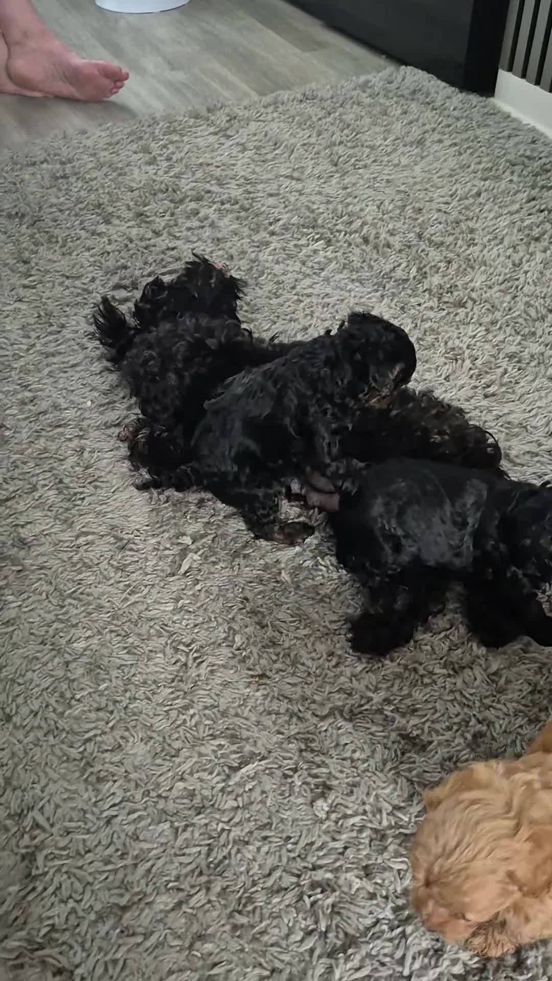 Yorkiepoo dogs for sale: Yorkiepoo  - Video 2