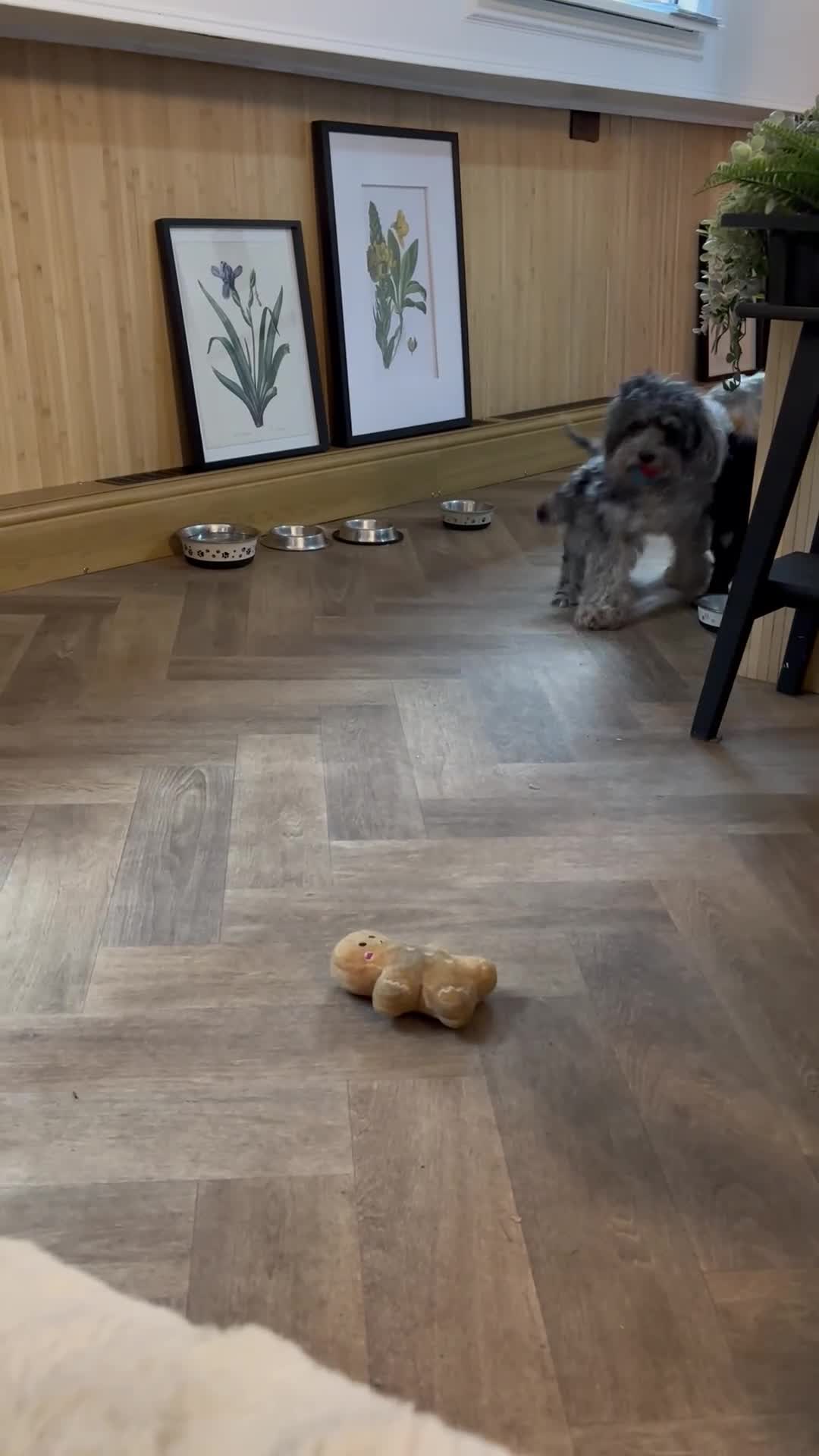 Cavapoo dogs for sale: Ready Now, F2 Teddy Bear Cavapoos Rare Blue Merle  - Video 2