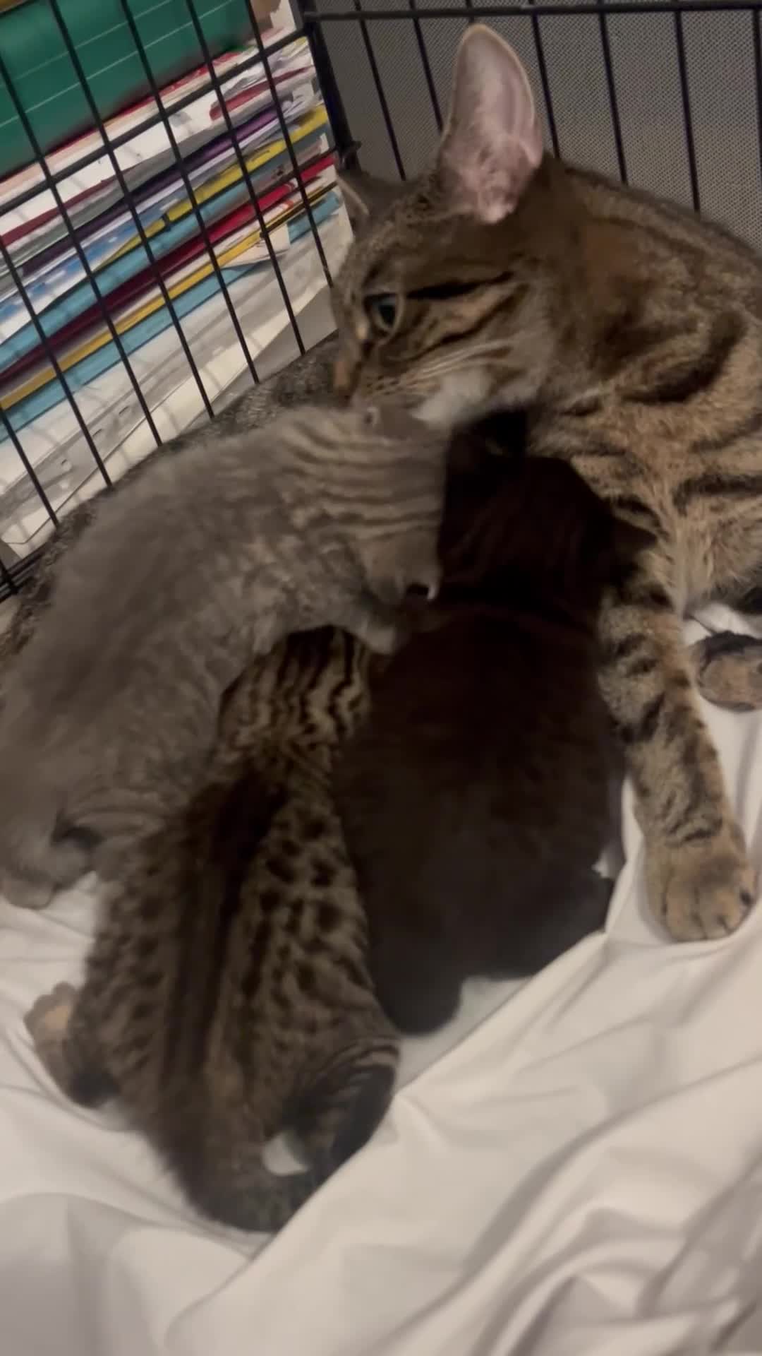 British Shorthair cats for sale: BSH KITTENS - Video 1