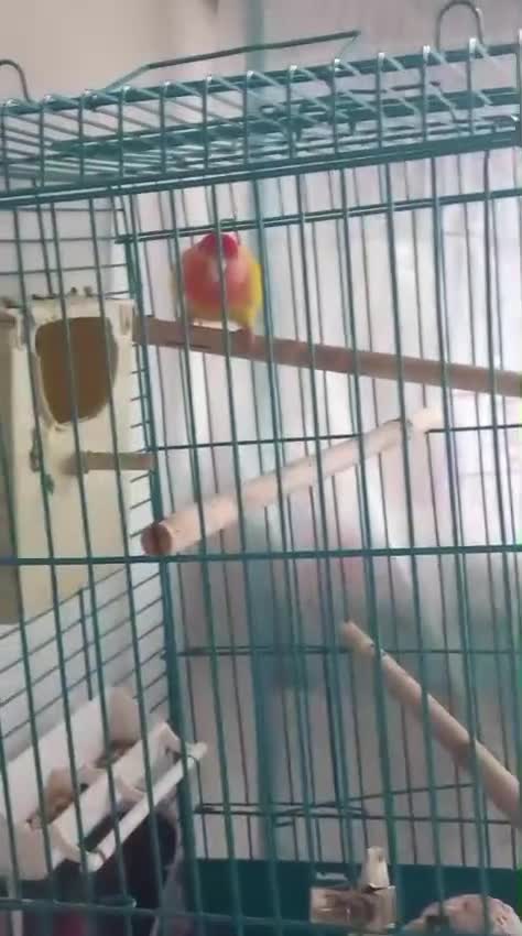Lovebirds birds for sale: Lovebird in London - Video 1
