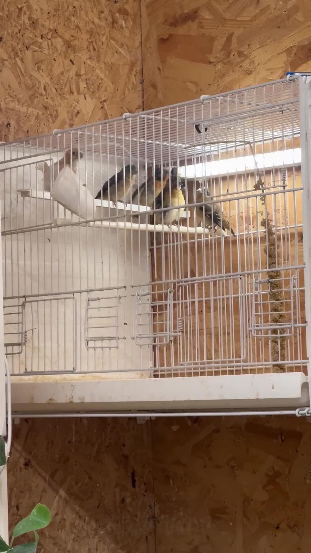 Finches birds for sale: Finches / mannikins / siskins / parrot finch  - Video 1