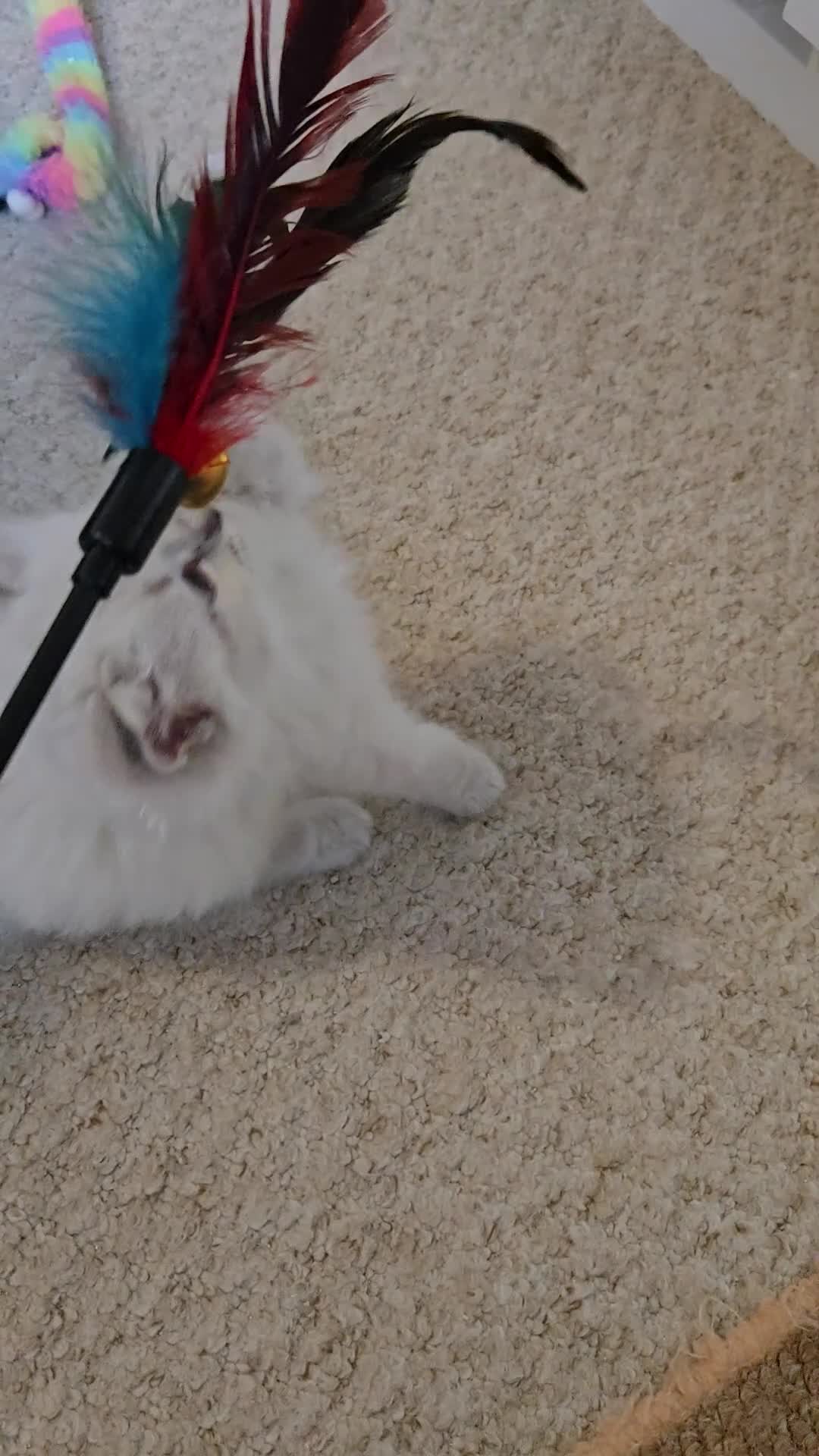 Ragdoll cats for sale: Gorgeous Pedigree ragdoll kittens - Video 1