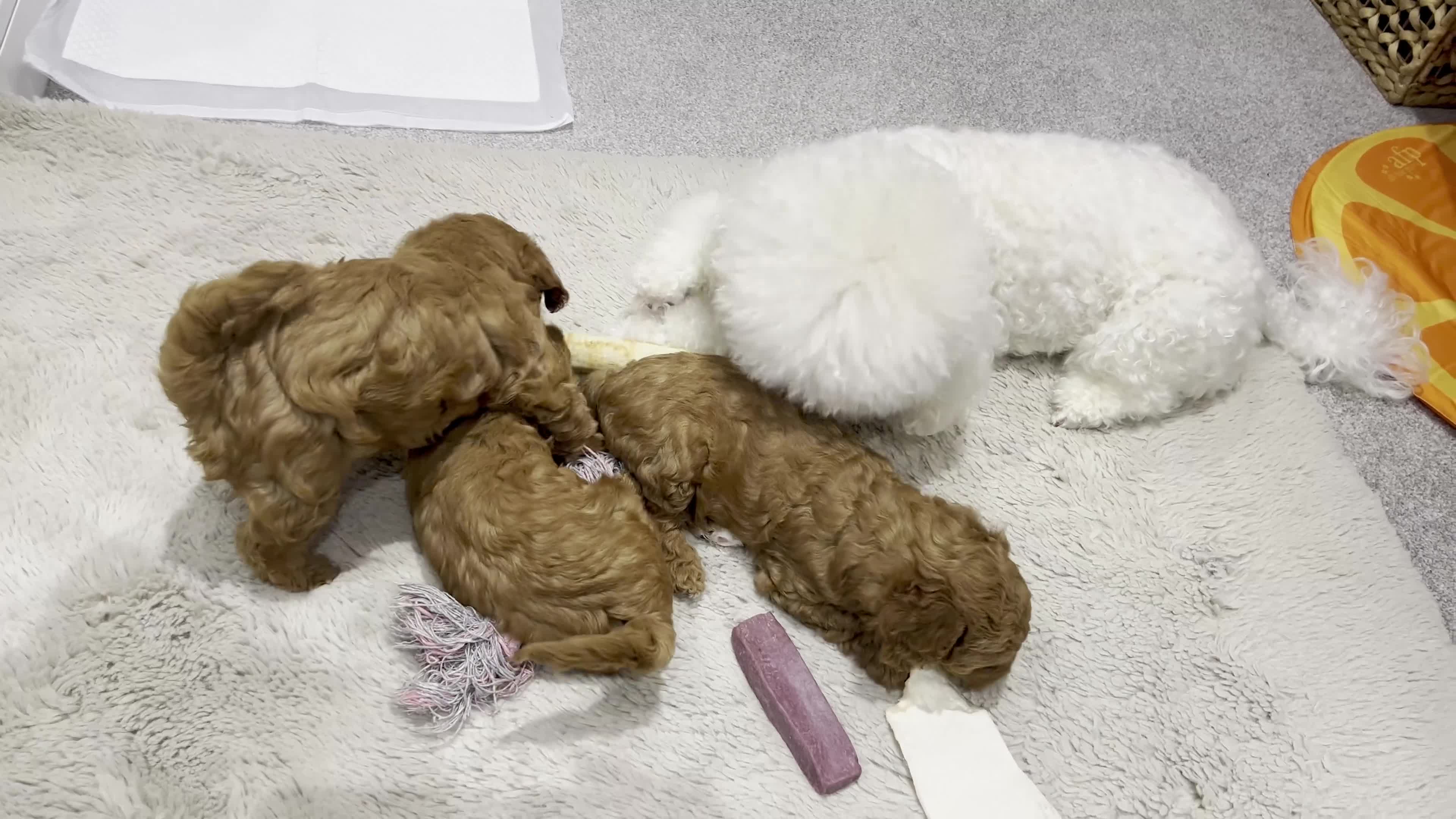 Poochon dogs for sale: Beautiful Red Poochon Puppies – Family Home Raised - Video 1