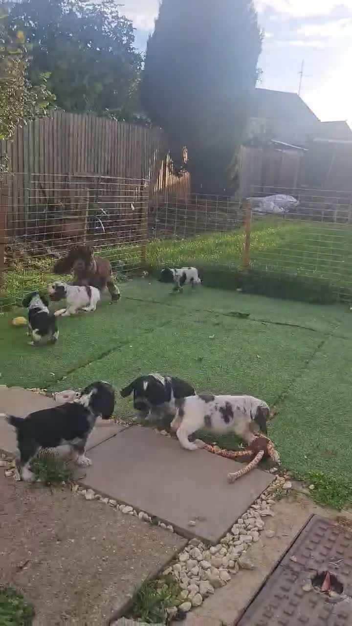 Cocker Spaniel dogs for sale: English Cocker Spaniel puppy KC REG  - Video 1