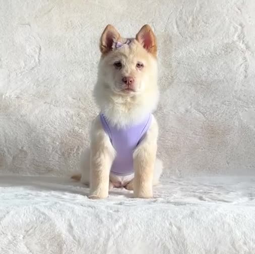 Siberian Husky dogs for sale: Stunning exotic colour puppies for sale  - Video 4