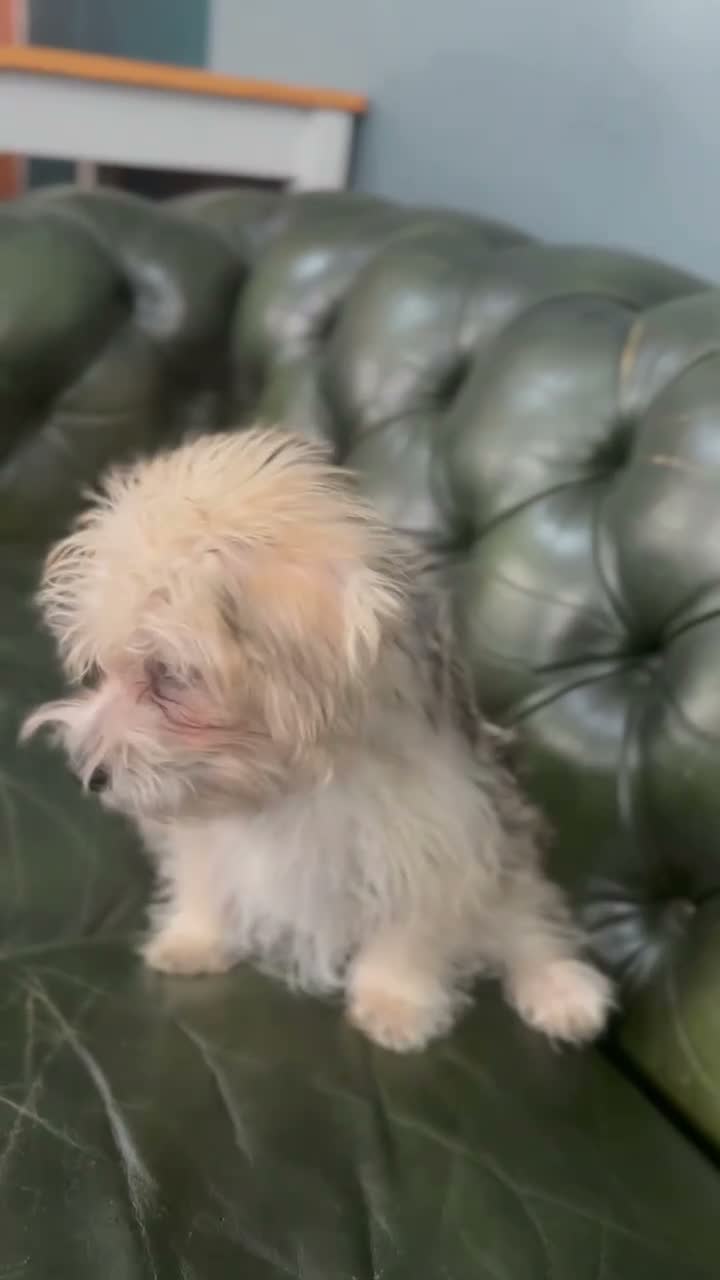 Mixed Breed dogs for sale: Maltese x JackChi puppies - ready to go - Video 3