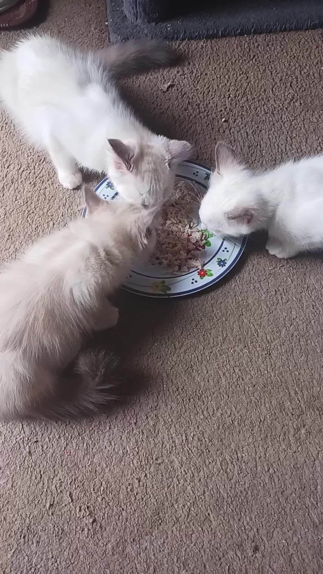 Ragdoll cats for sale: CUTE RAGDOLL KITTENS  - Video 1