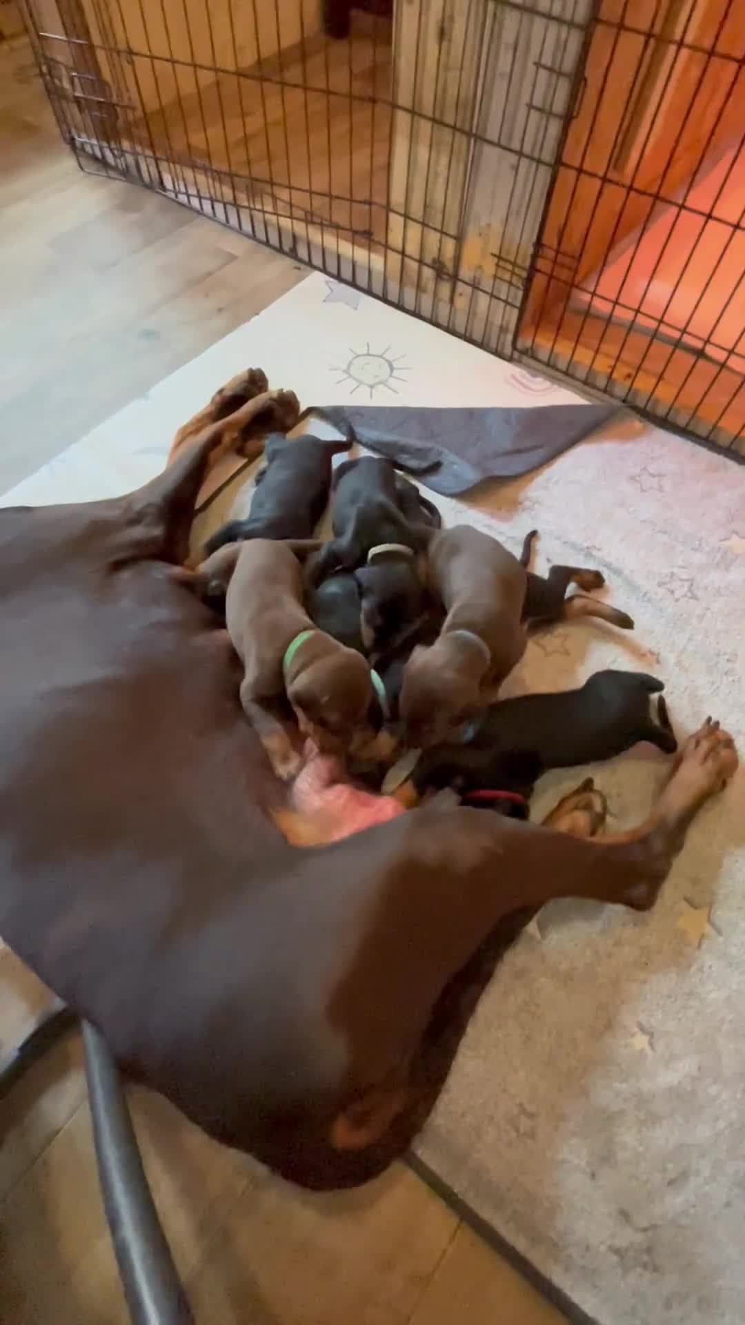 Dobermann dogs for sale: Dobermann puppies Champion bloodline, kc reg - Video 2