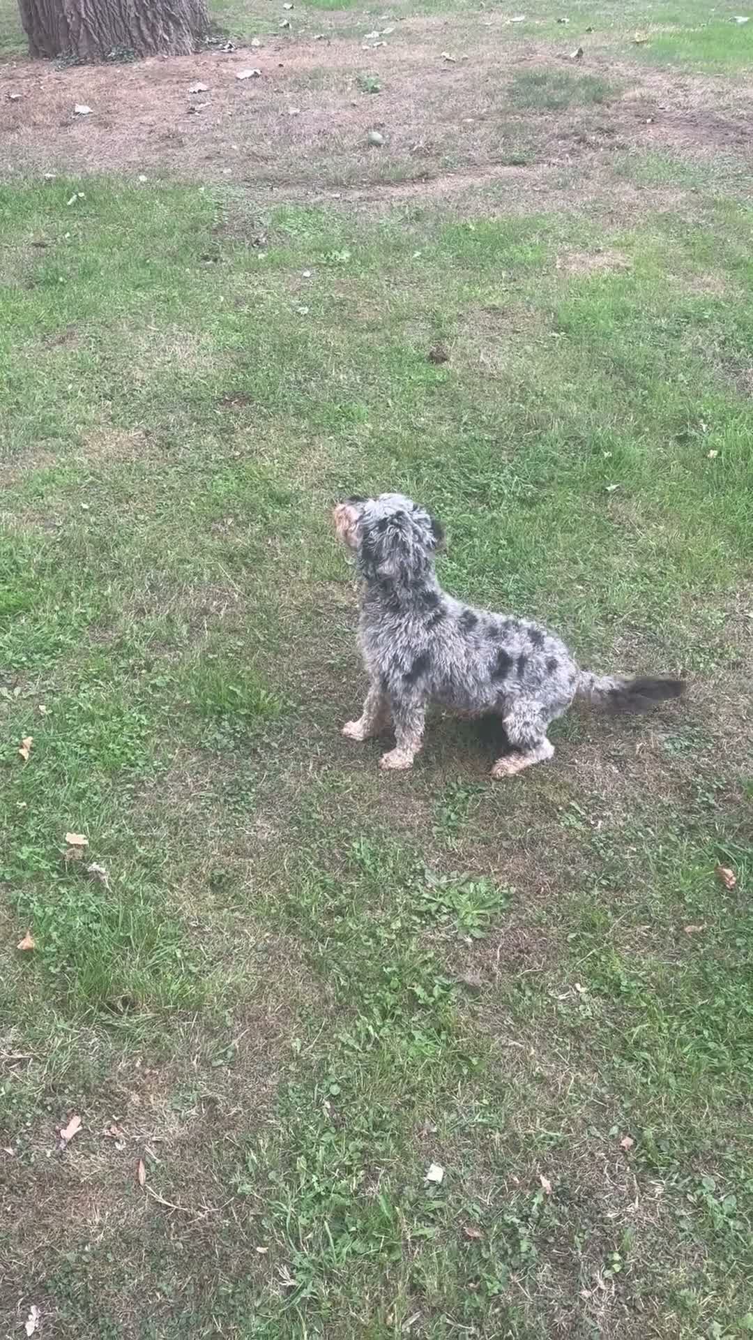 Cockapoo dogs for sale: Beautiful Merle cockapoo  - Video 1