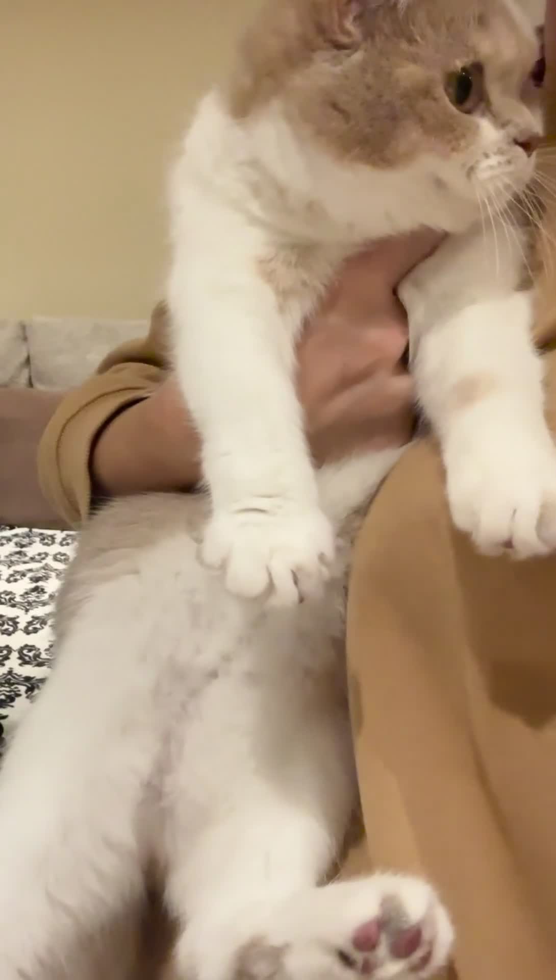 Scottish Fold cats for sale: Pedigree Adorable Scottish Fold Kittens  - Video 1