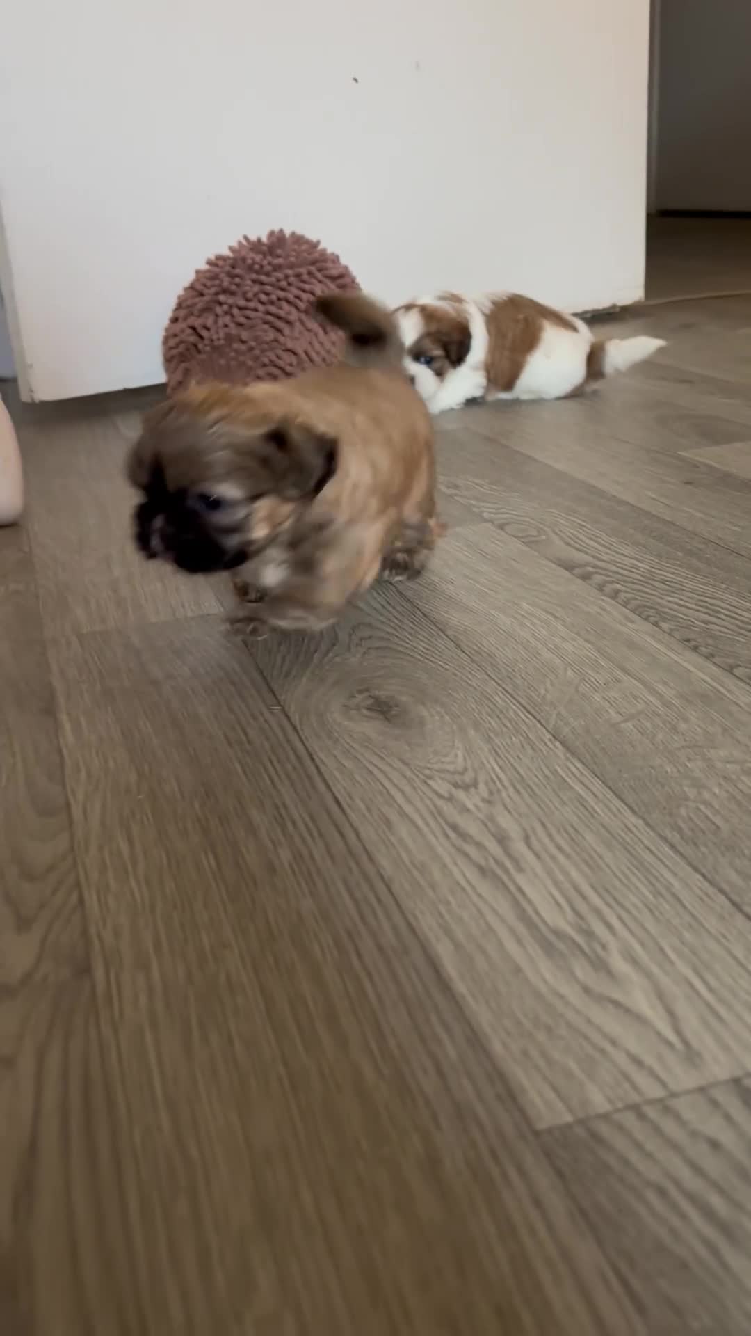 Shih Tzu dogs for sale: *Stunning litter of shihtzus* in Leighton Buzzard - Video 2