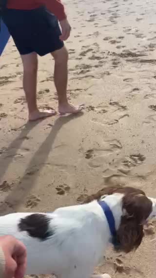 English Springer Spaniel dogs for stud: Proven English Springer Spaniel for stud  in Bude - Video 1