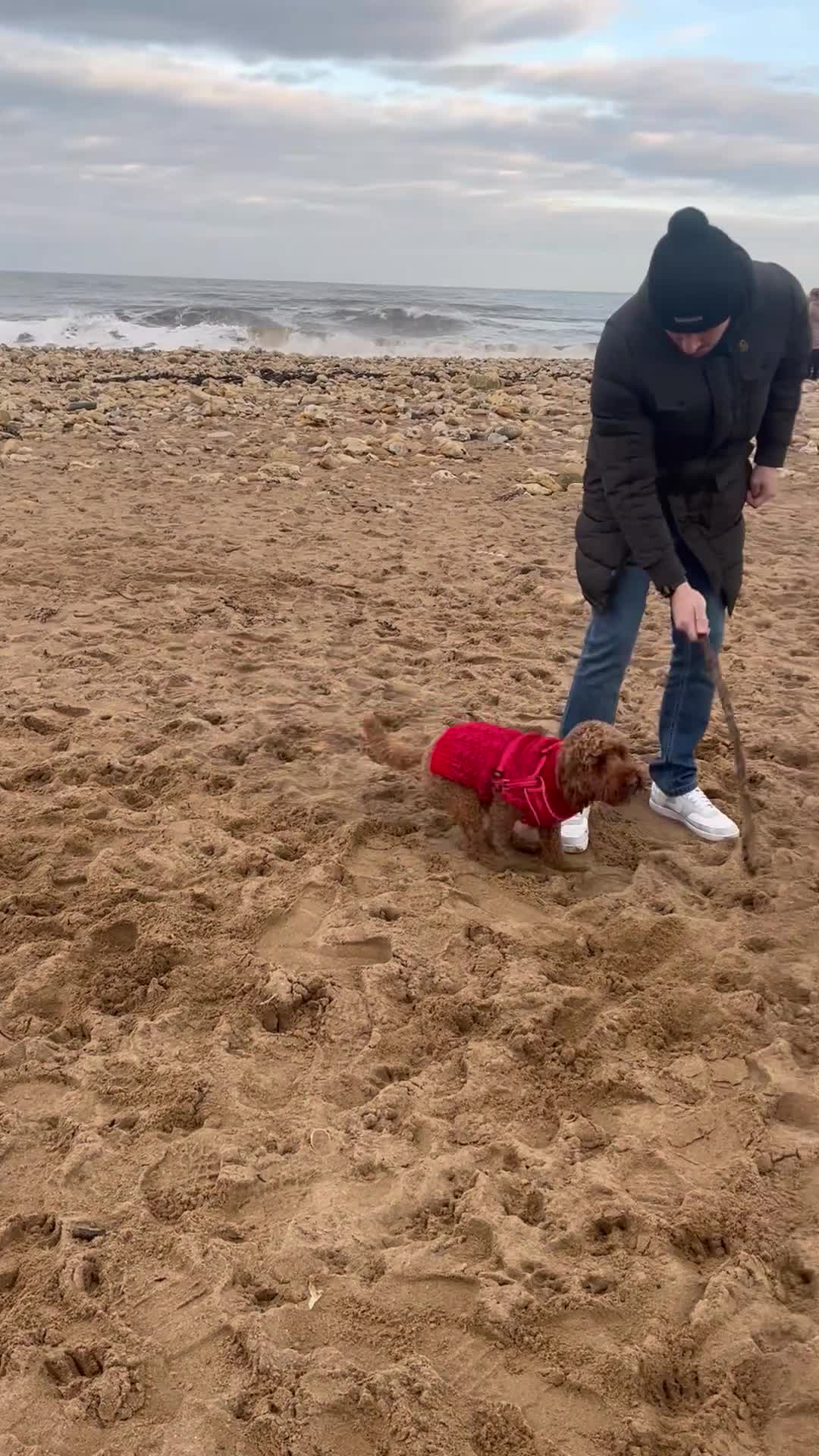 Mixed Breed dogs for stud: Teddy the Cockapoo - STUD  - Video 1