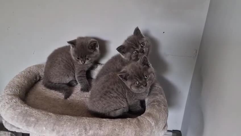 British Shorthair cats for sale: GCCF REG. ACTIVE BSH KITTENS SHOW LINES - Video 1
