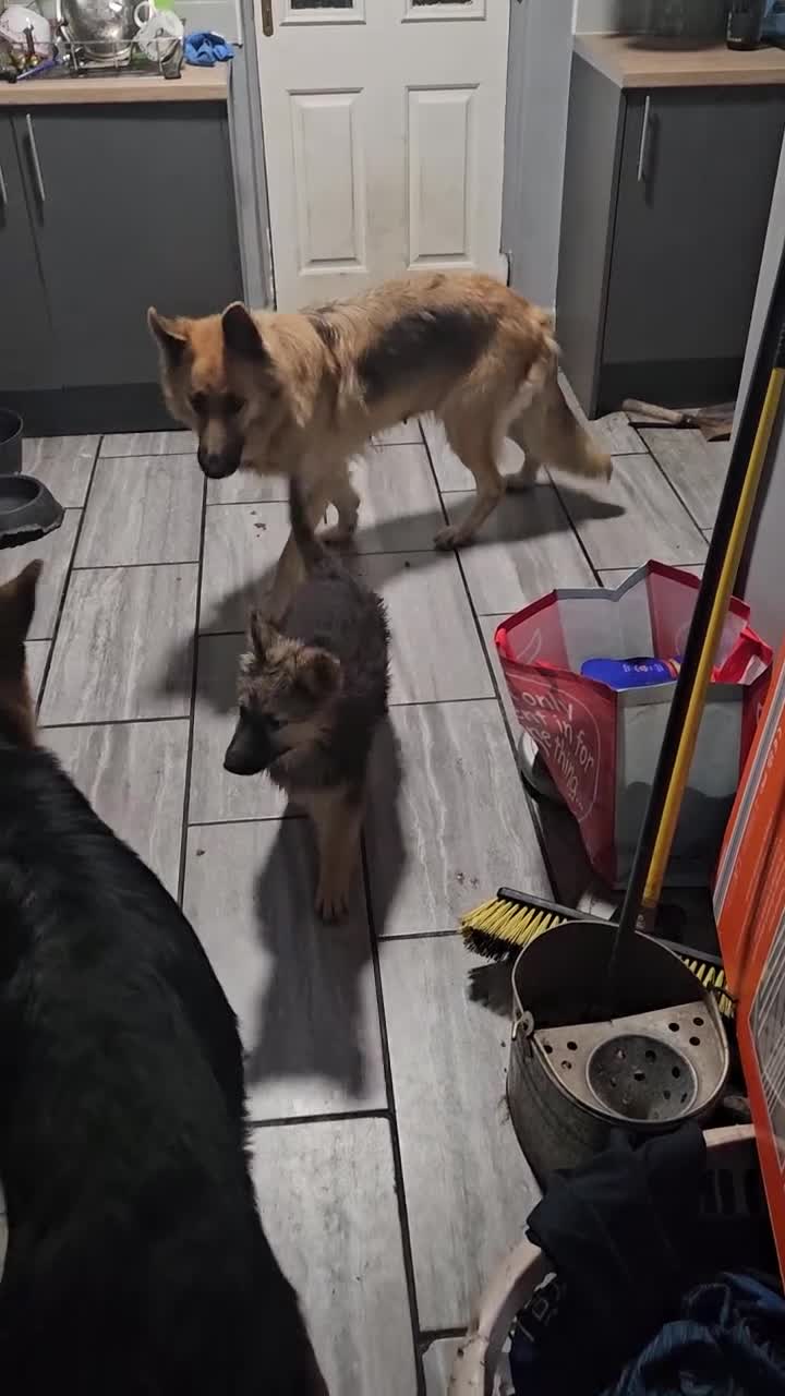 German Shepherd dogs for sale: German shepherd puppies  - Video 1