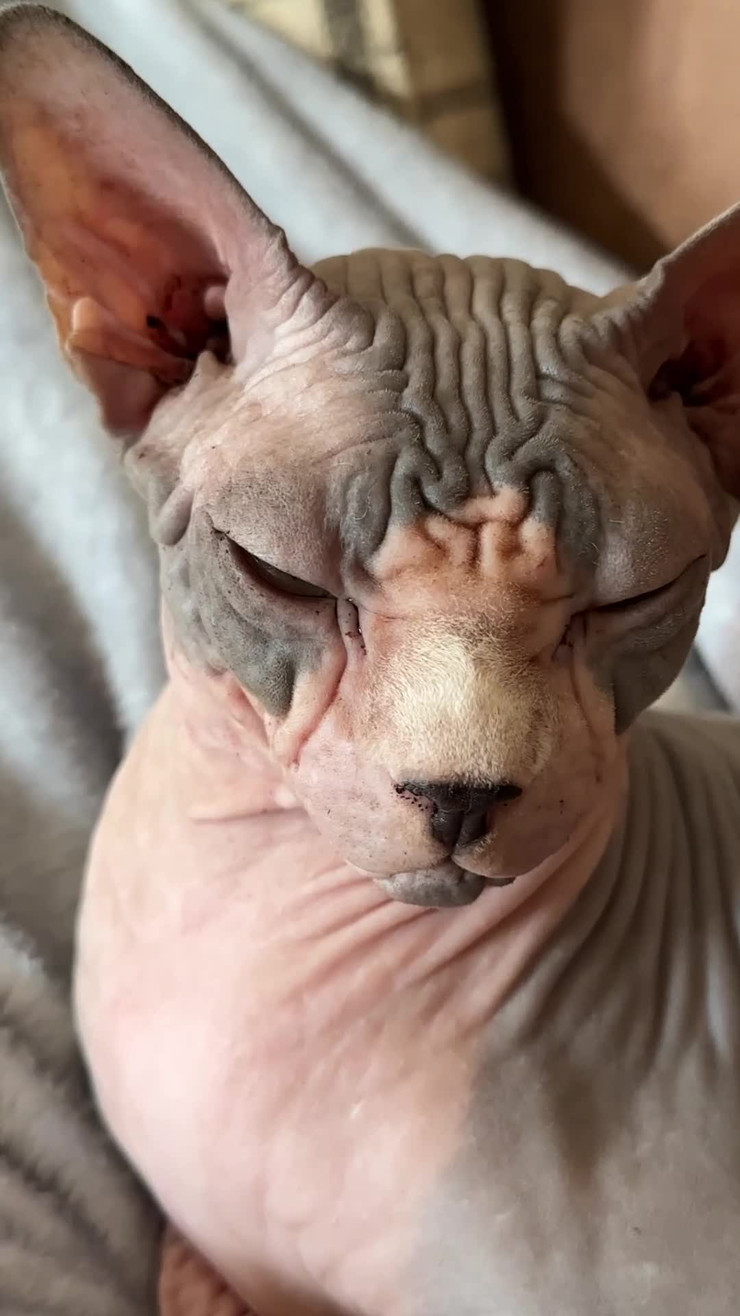 Sphynx cats for sale: Beautiful male sphynx cat - Video 1