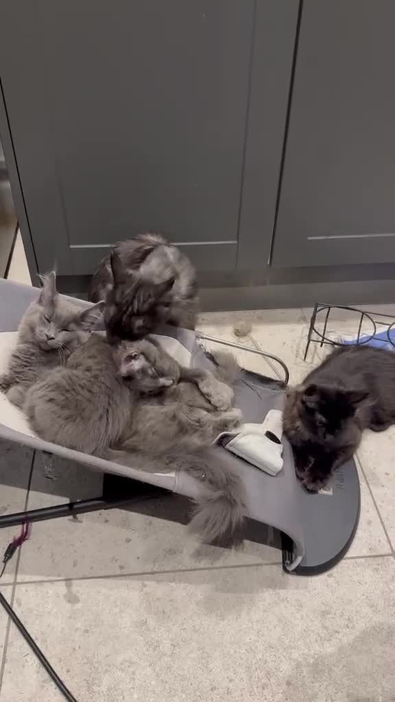 Maine Coon cats for sale: Beautiful Maine coons from registered parents - Video 1