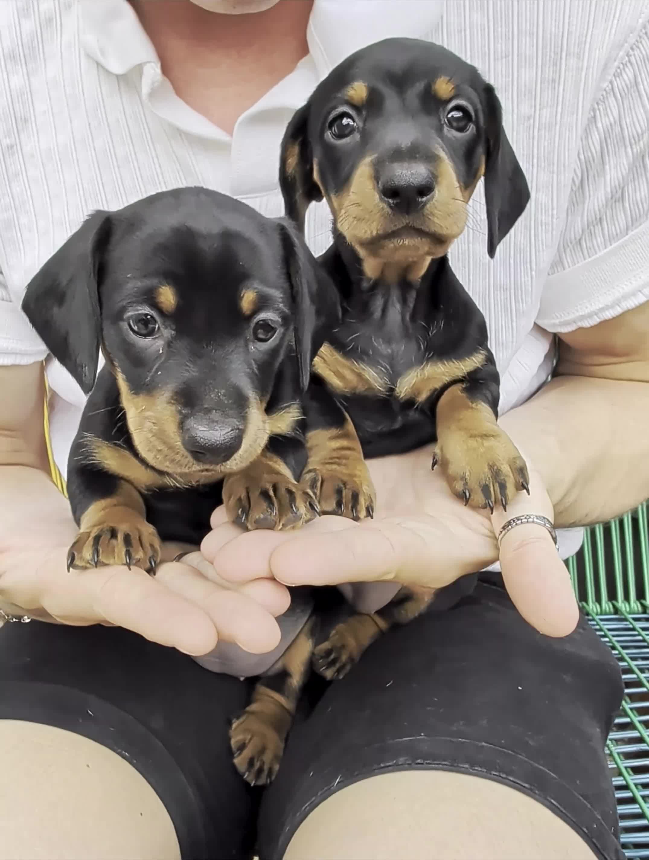 Dachshund dogs for sale: LET DOWN ON LAST PUPPY DACHSHUND  - Video 1