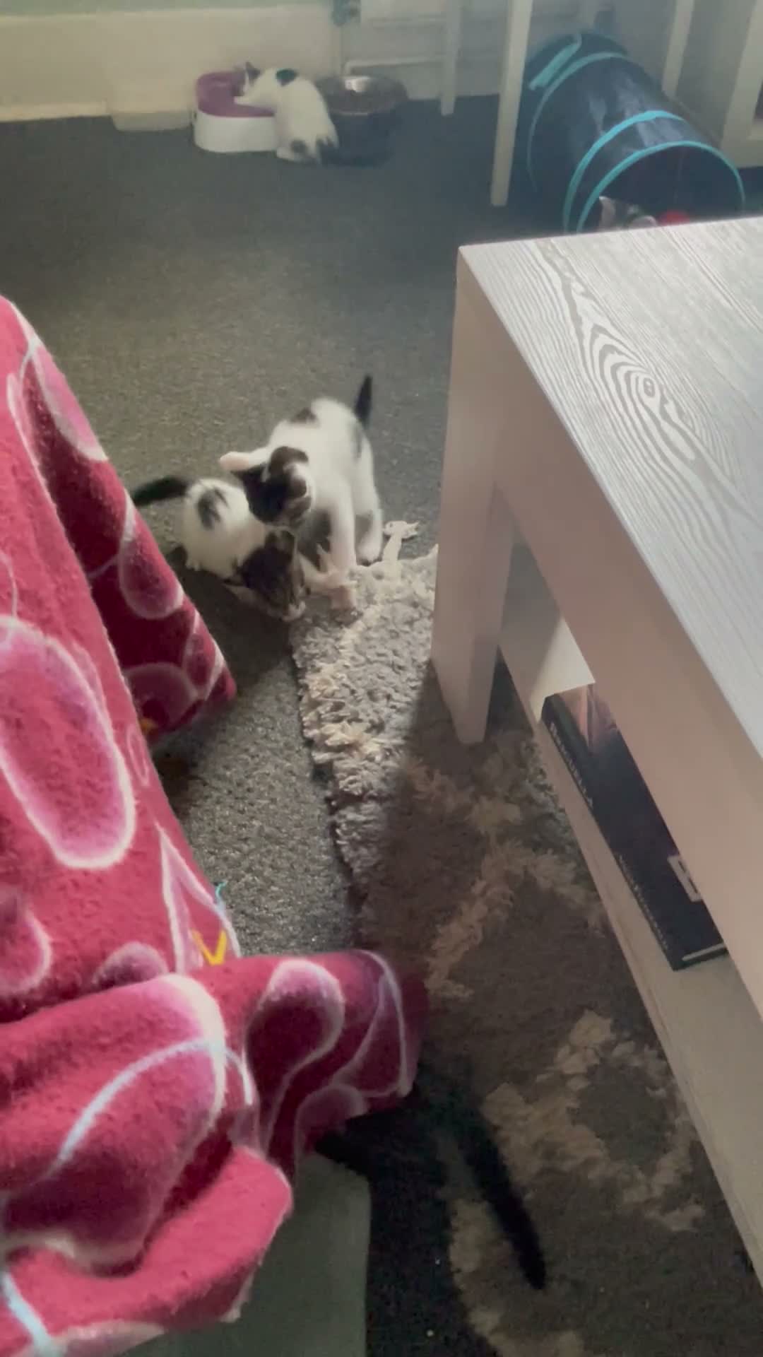 Mixed Breed cats for sale: 2 short haired kittens for sale  - Video 1