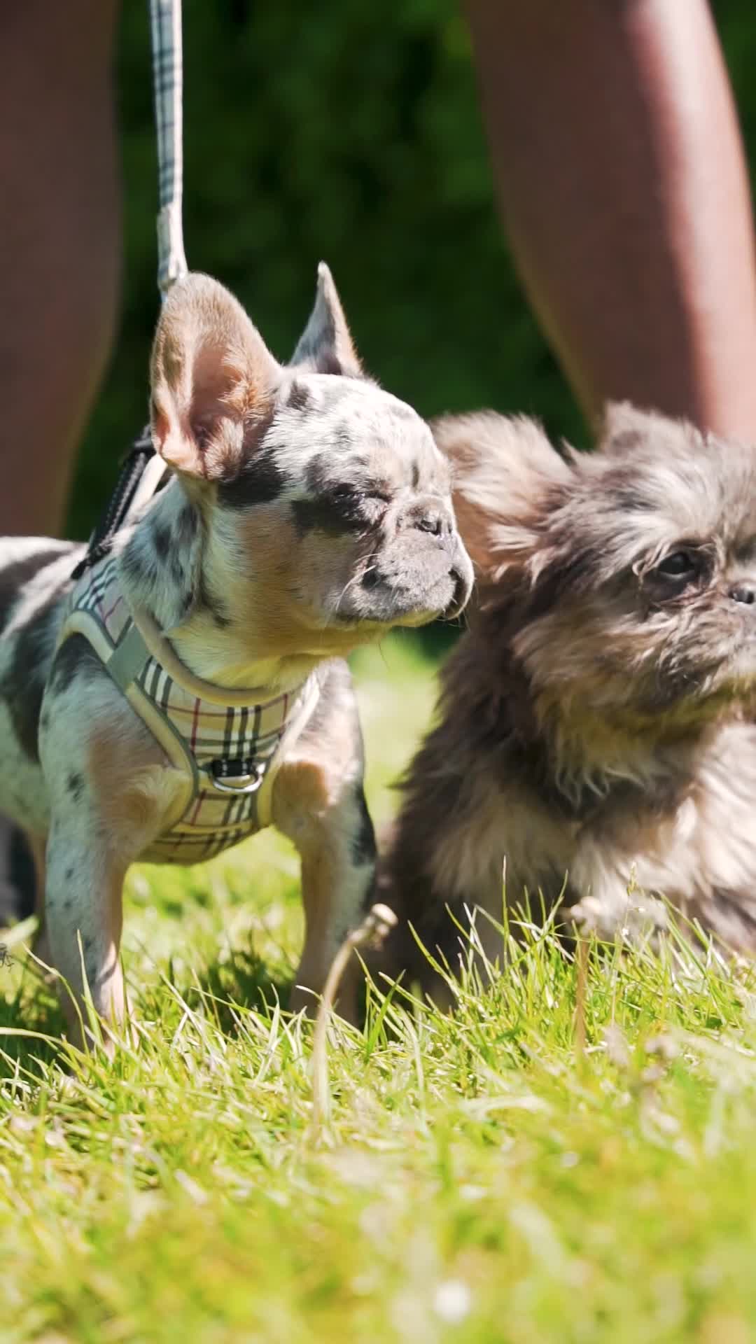 French Bulldog dogs for sale: 🐾Female Merle French bulldog💖 - Video 2
