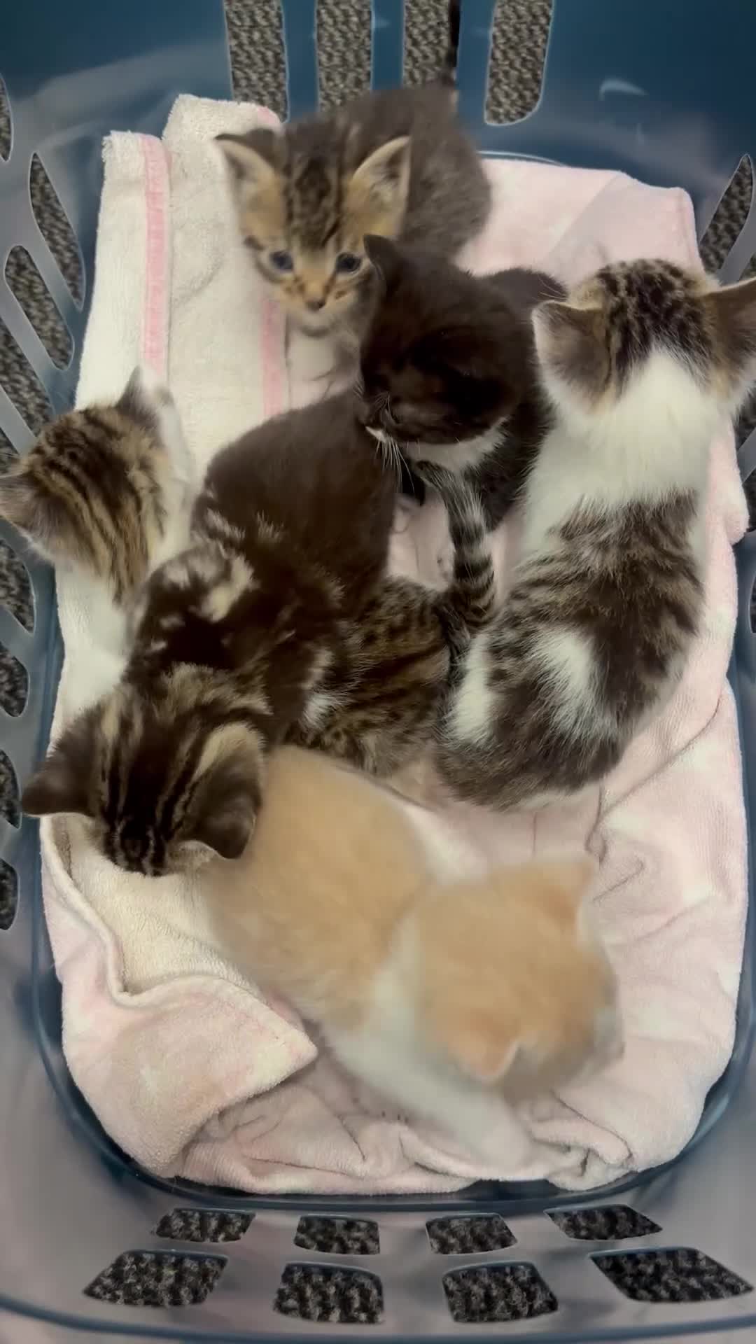 Mixed Breed cats for sale: Beautiful kittens  in Axbridge - Video 1
