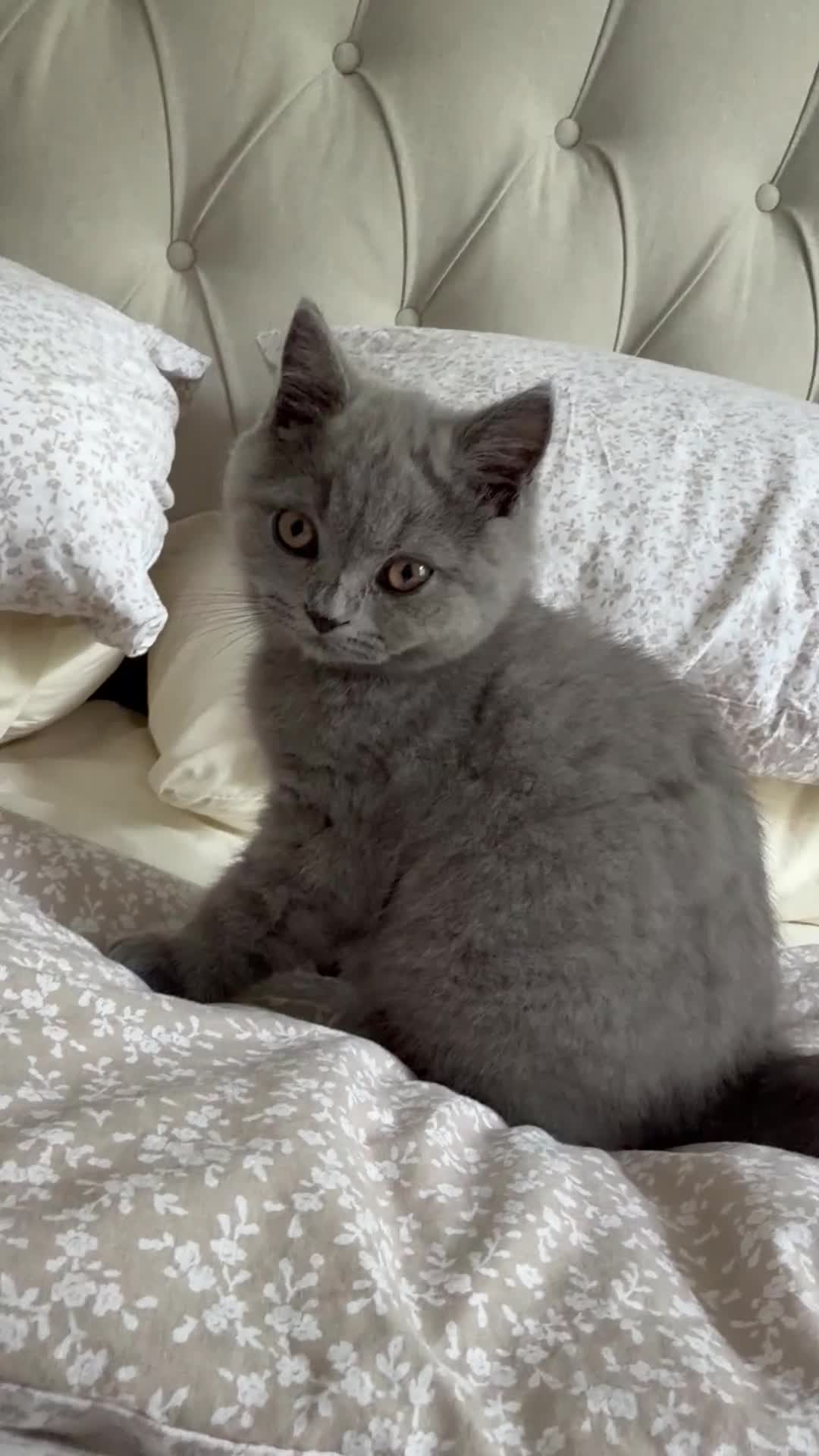 British Shorthair cats for sale: British Short Hair Male  - Video 1