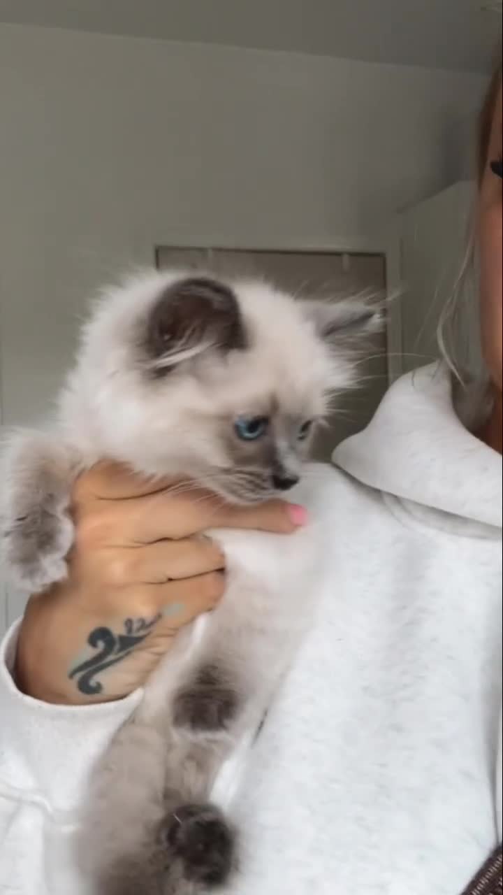Ragdoll cats for sale: 🎀 last remaining girl -pedigree Ragdoll babies🎀 - Video 1