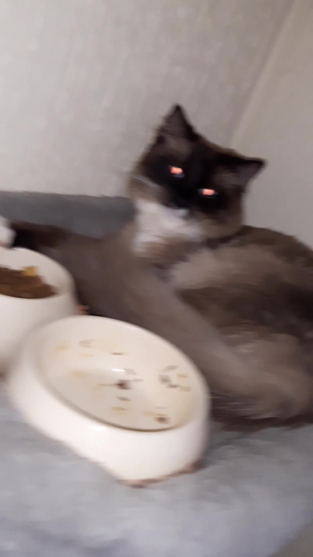 Ragdoll cats for sale: Black fluffy ragdoll x domestic kittens  - Video 1