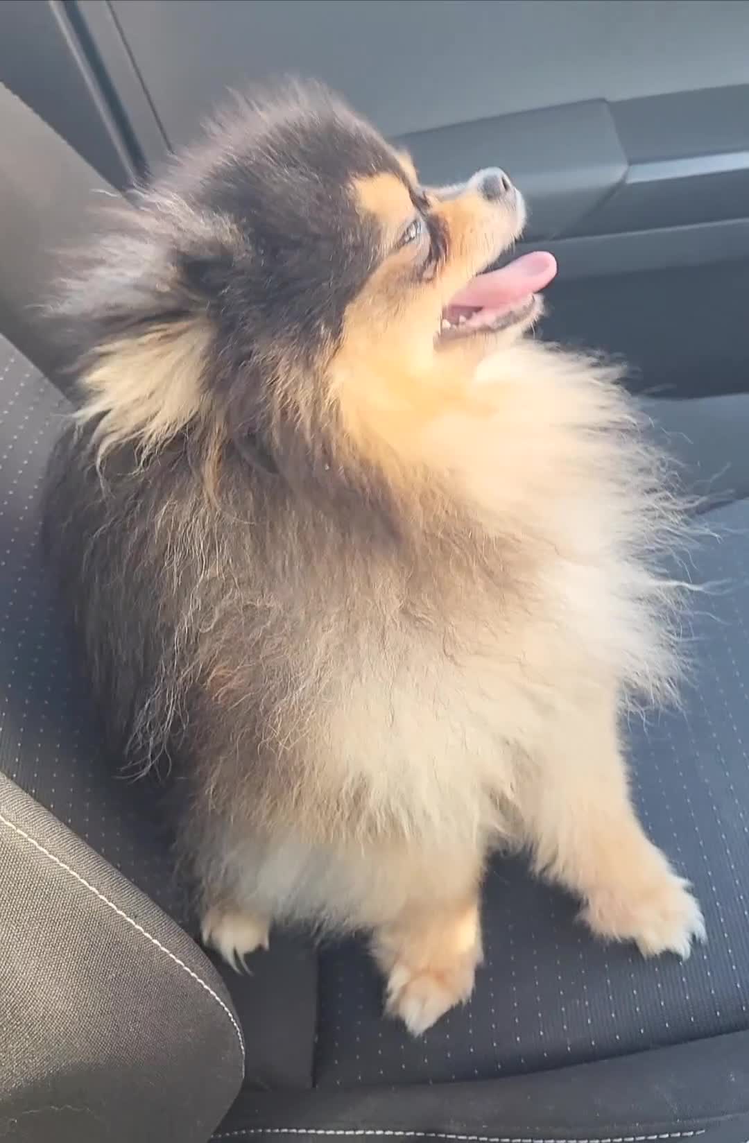 Pomeranian dogs for stud: Kc Pomeranian For Stud Duties - Video 1