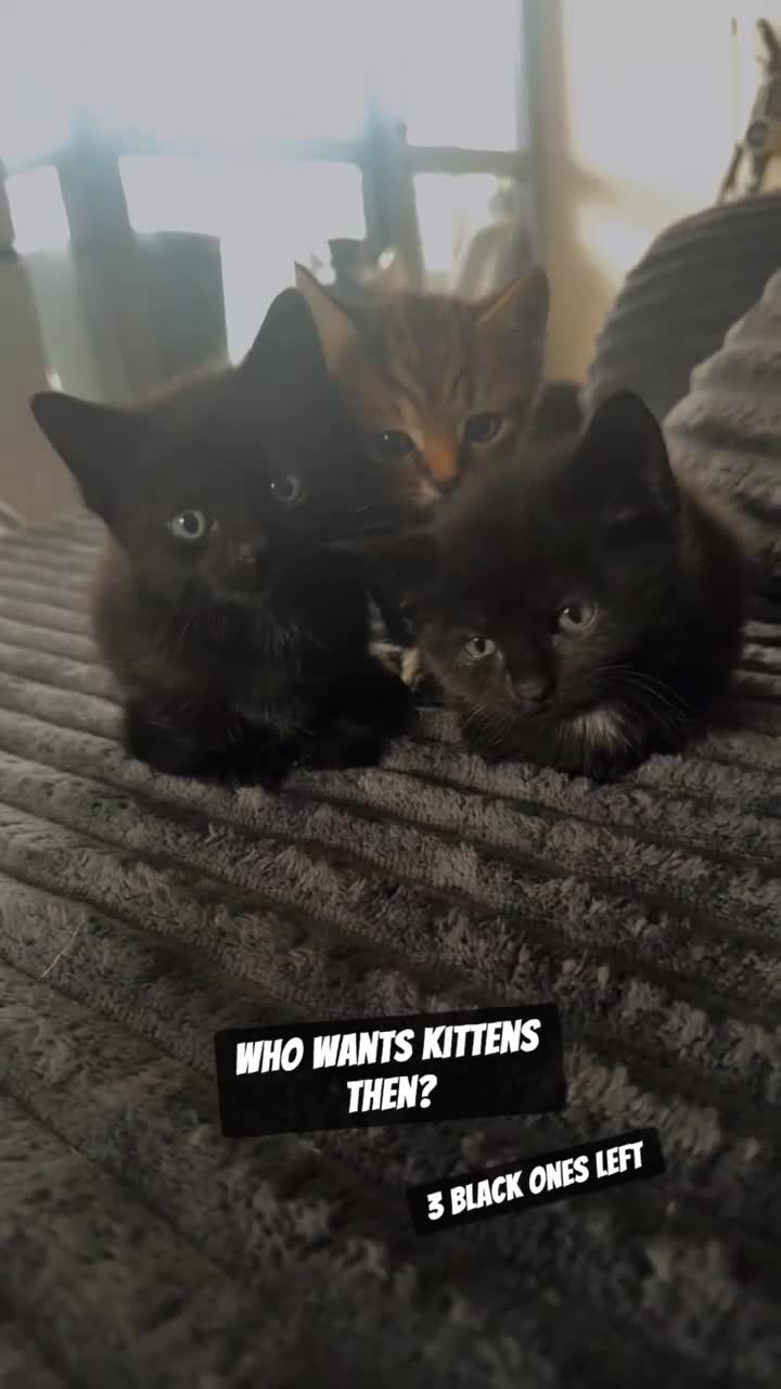 Mixed Breed cats for sale: 2 male kittens  - Video 2