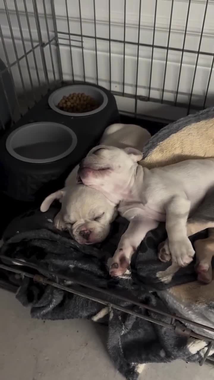 French Bulldog dogs for sale: Ready to go 2 x male French Bulldog KC registered - Video 1