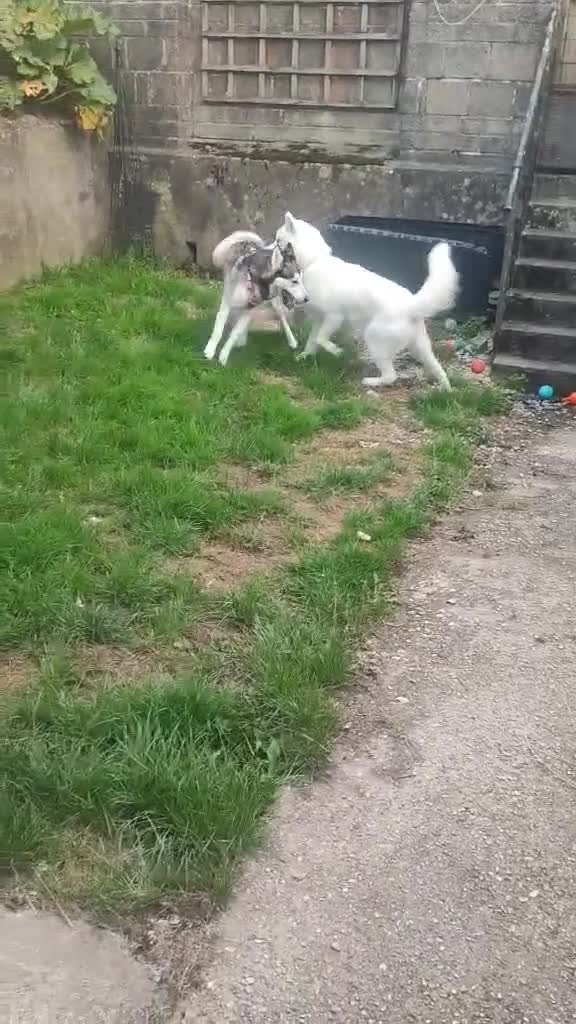 Utonagan dogs for sale: Maliky/ huskymute puppies  - Video 1