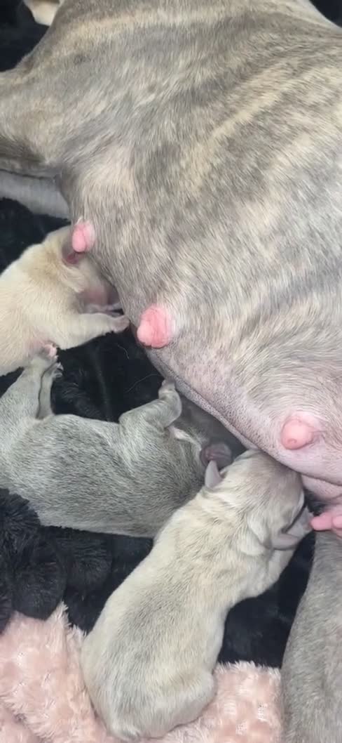 French Bulldog dogs for sale: Quality French Bulldog Puppies – Boys & Girls - Video 1