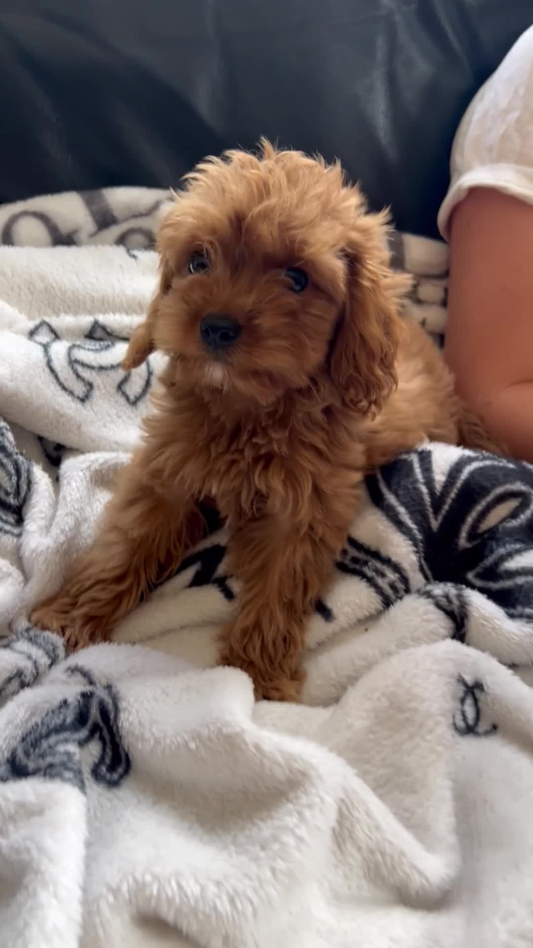 Cavapoo dogs for sale: Cavapoo - Video 1
